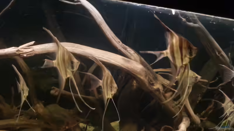 Besatz im Aquarium Altum Wurzelbiotop von Der Fischer (29)