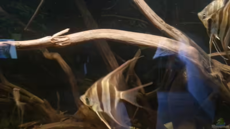 Besatz im Aquarium Altum Wurzelbiotop von Der Fischer (31)