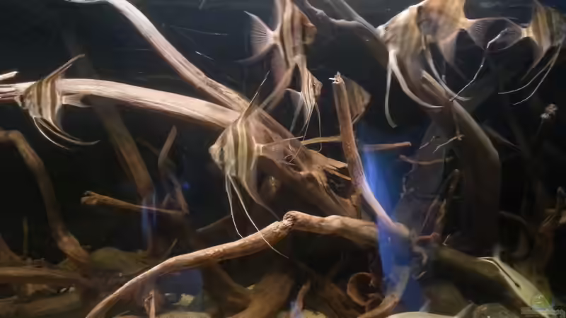 Besatz im Aquarium Altum Wurzelbiotop von Der Fischer (32)