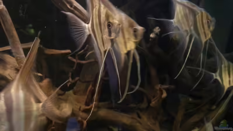 Besatz im Aquarium Altum Wurzelbiotop von Der Fischer (33)