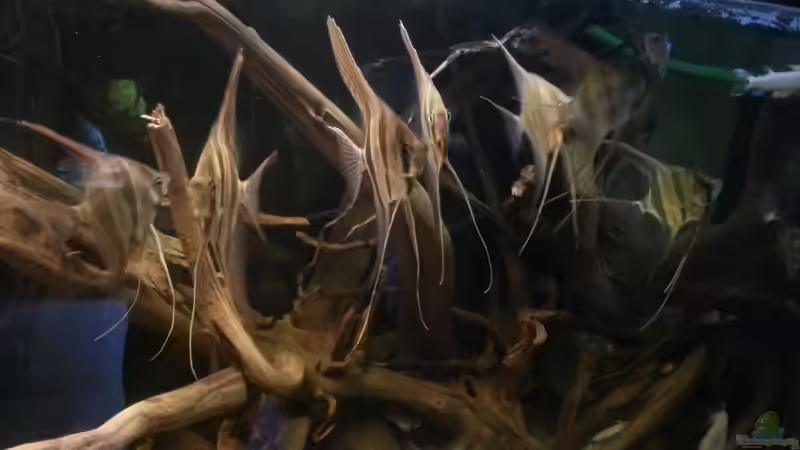 Besatz im Aquarium Altum Wurzelbiotop von Der Fischer (34)