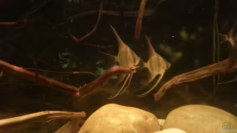 Besatz im Aquarium Altum Wurzelbiotop von Der Fischer (35)