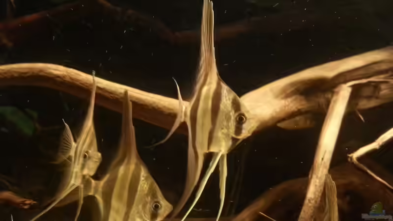 Besatz im Aquarium Altum Wurzelbiotop von Der Fischer (36)