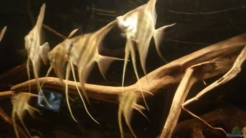 Besatz im Aquarium Altum Wurzelbiotop von Der Fischer (37)