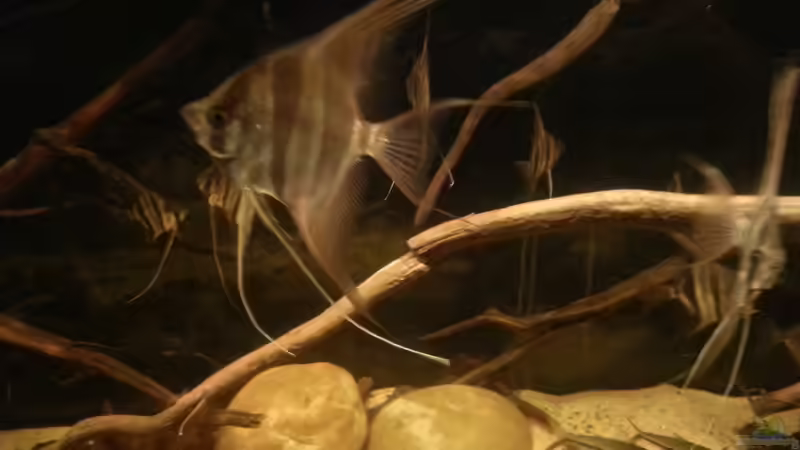 Besatz im Aquarium Altum Wurzelbiotop von Der Fischer (38)