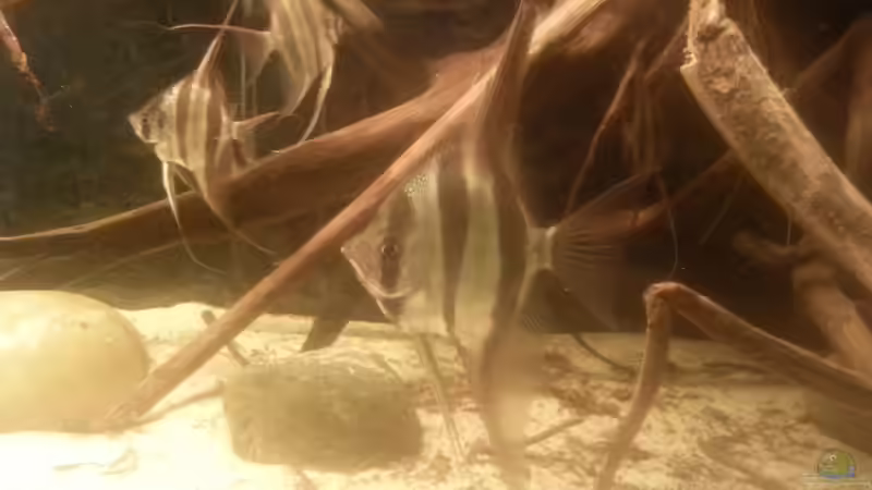 Besatz im Aquarium Altum Wurzelbiotop von Der Fischer (41)