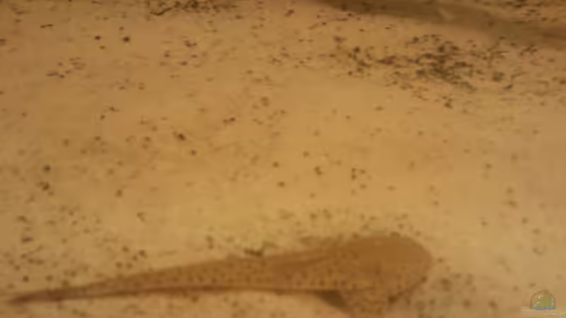 Besatz im Aquarium Altum Wurzelbiotop von Der Fischer (43)