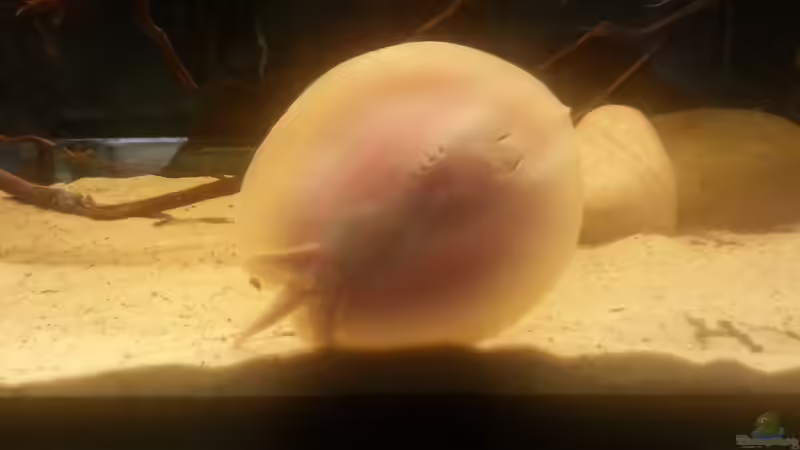 Besatz im Aquarium Altum Wurzelbiotop von Der Fischer (45)