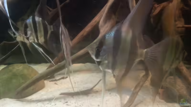 Besatz im Aquarium Altum Wurzelbiotop von Der Fischer (47)