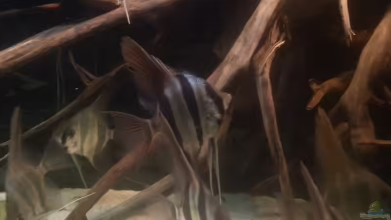 Besatz im Aquarium Altum Wurzelbiotop von Der Fischer (48)