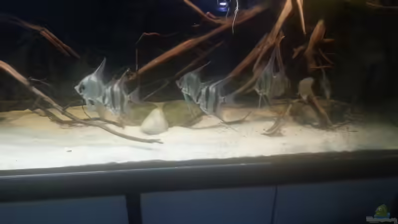 Besatz im Aquarium Altum Wurzelbiotop von Der Fischer (49)