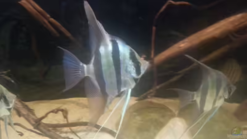 Besatz im Aquarium Altum Wurzelbiotop von Der Fischer (50)