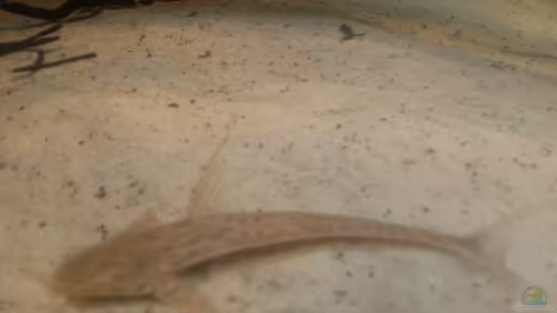 Besatz im Aquarium Altum Wurzelbiotop von Der Fischer (52)