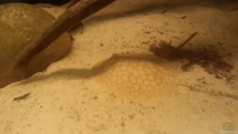 Besatz im Aquarium Altum Wurzelbiotop von Der Fischer (53)