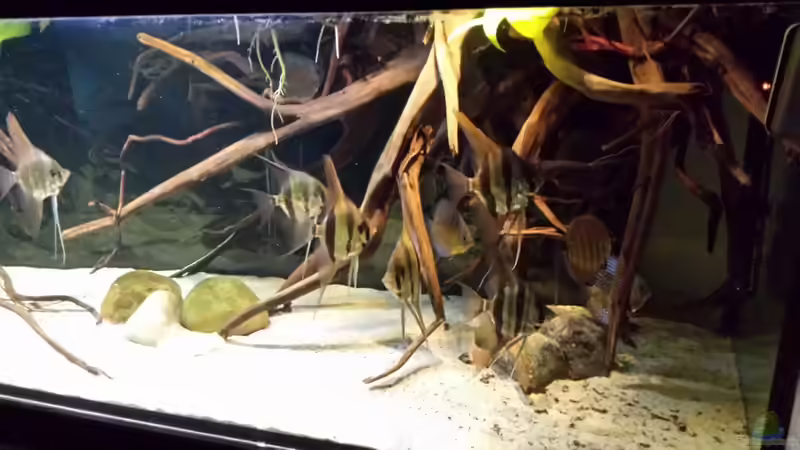 Besatz im Aquarium Altum Wurzelbiotop von Der Fischer (54)