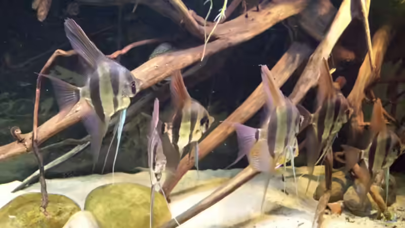 Besatz im Aquarium Altum Wurzelbiotop von Der Fischer (57)