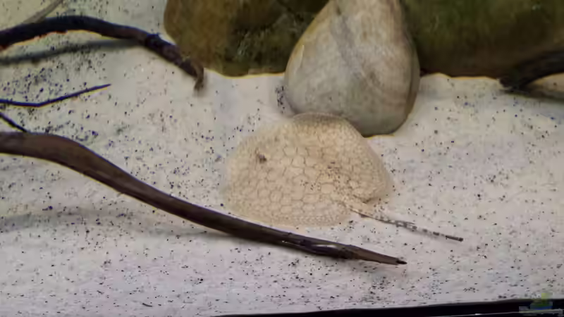 Besatz im Aquarium Altum Wurzelbiotop von Der Fischer (59)