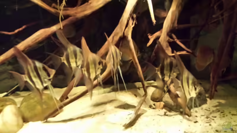 Besatz im Aquarium Altum Wurzelbiotop von Der Fischer (60)