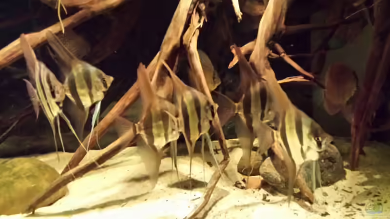 Besatz im Aquarium Altum Wurzelbiotop von Der Fischer (61)