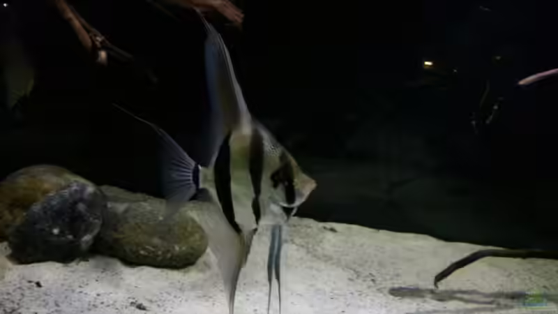 Besatz im Aquarium Altum Wurzelbiotop von Der Fischer (63)