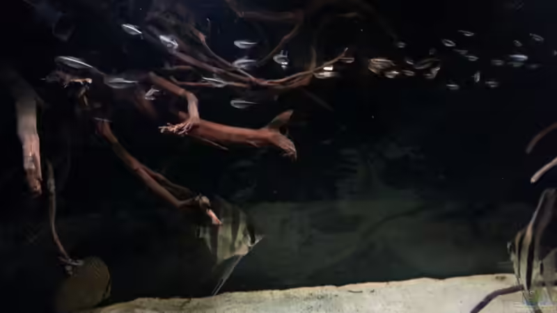 Besatz im Aquarium Altum Wurzelbiotop von Der Fischer (64)