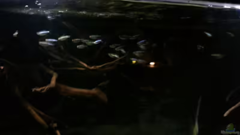 Besatz im Aquarium Altum Wurzelbiotop von Der Fischer (65)