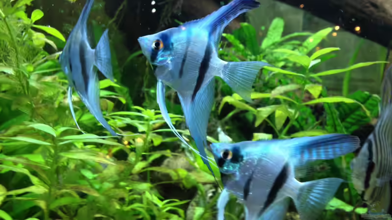 Besatz im Aquarium ALTUMIA von Polski (14)