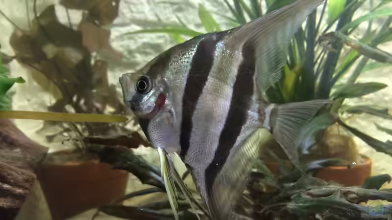 Besatz im Aquarium ALTUMIA von Polski (15)