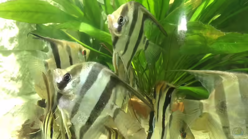 Besatz im Aquarium ALTUMIA von Polski (16)