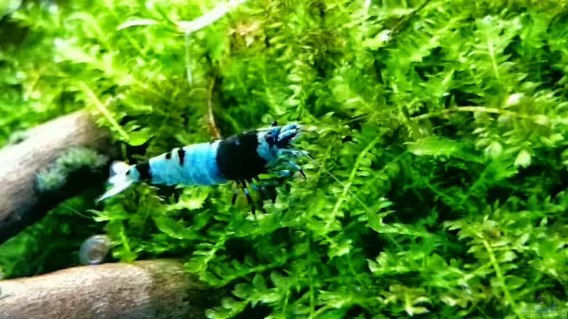 Besatz im Aquarium Am Ende des Flusses von Marcel Reiter (28)