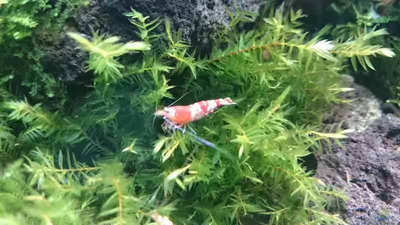 Besatz im Aquarium Am Ende des Flusses von Marcel Reiter (30)