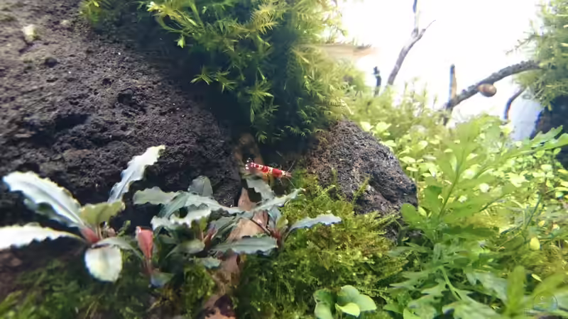 Besatz im Aquarium Am Ende des Flusses von Marcel Reiter (31)