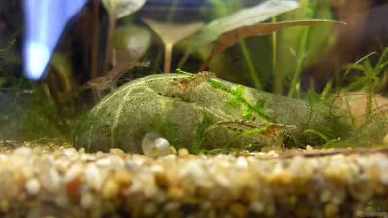 Besatz im Aquarium Am Farrnbach (Außer Betrieb!) von Zebraschneggla (19)