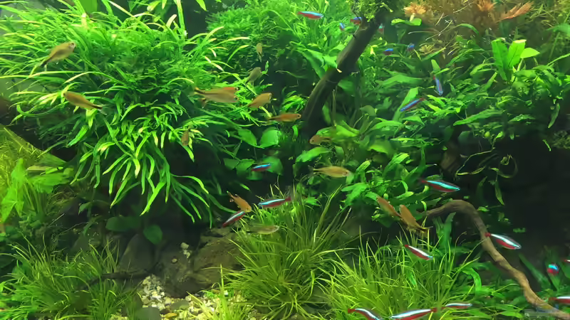 Besatz im Aquarium Am Waldrand von Torsten Franke (18)