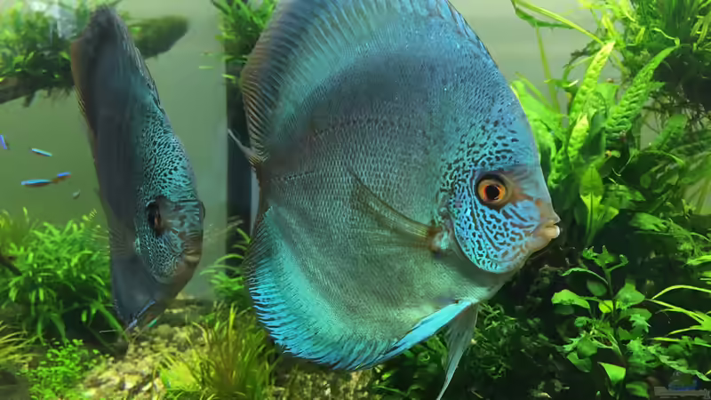 Besatz im Aquarium Am Waldrand von Torsten Franke (19)