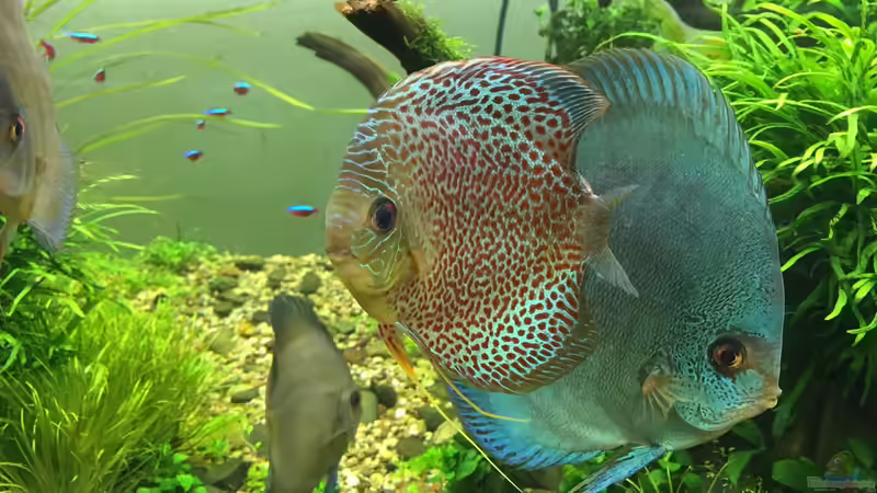 Besatz im Aquarium Am Waldrand von Torsten Franke (20)