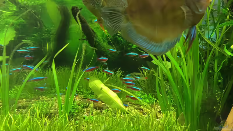 Besatz im Aquarium Am Waldrand von Torsten Franke (21)