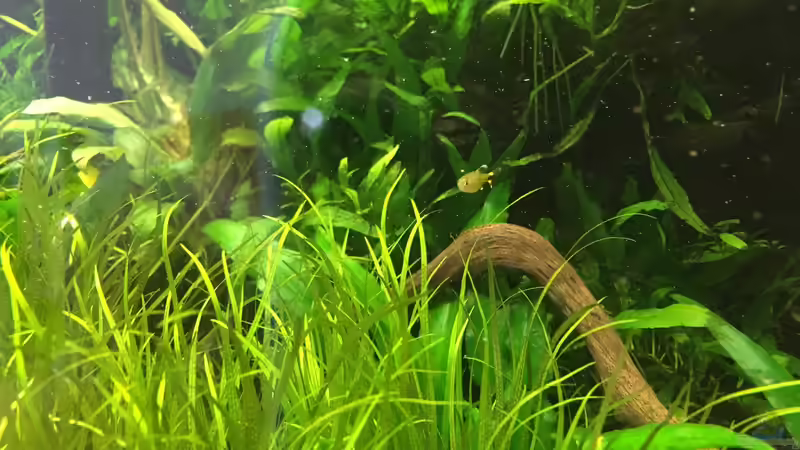 Besatz im Aquarium Am Waldrand von Torsten Franke (23)