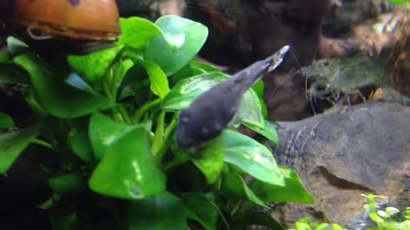 Besatz im Aquarium Amano-Style von Tim L. (8)