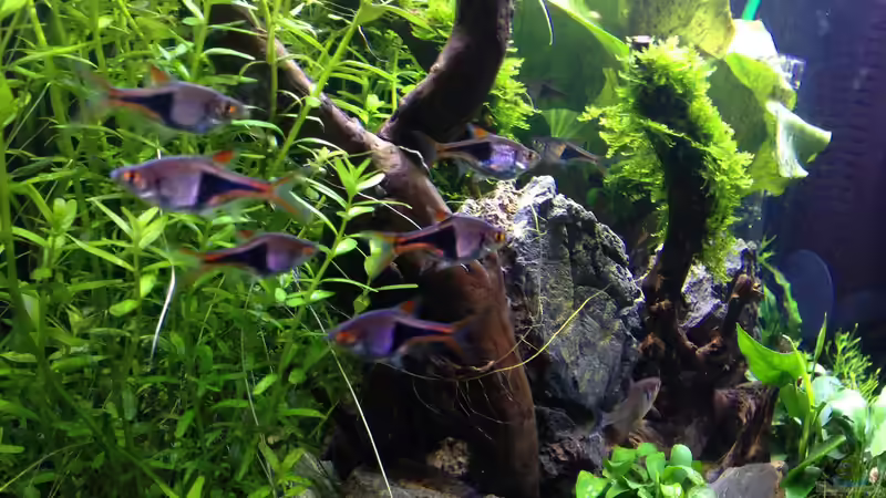 Besatz im Aquarium Amano-Style von Tim L. (9)