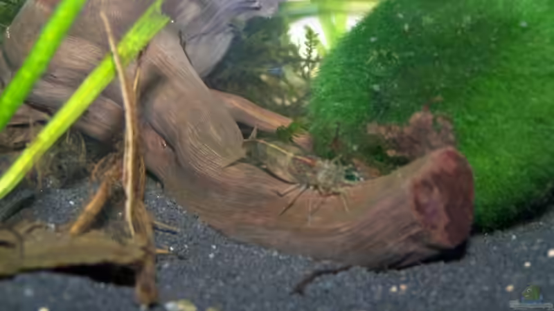 Besatz im Aquarium Amanos und Atyas von schnitzler (10)