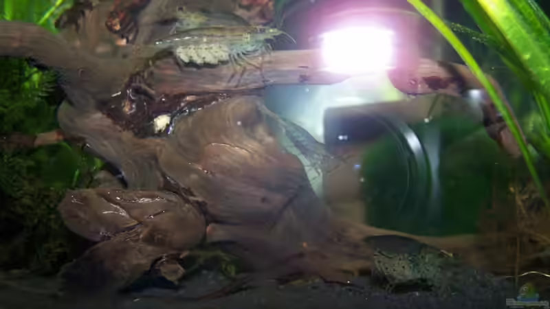 Besatz im Aquarium Amanos und Atyas von schnitzler (11)