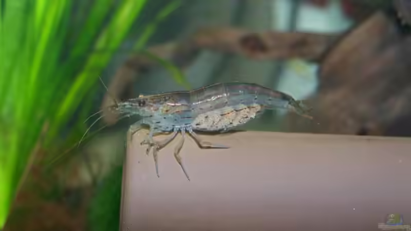 Besatz im Aquarium Amanos und Atyas von schnitzler (5)