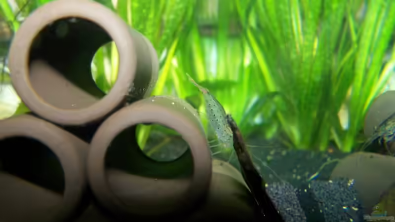 Besatz im Aquarium Amanos und Atyas von schnitzler (6)