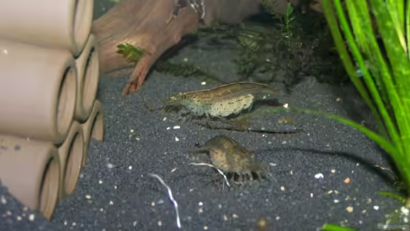 Besatz im Aquarium Amanos und Atyas von schnitzler (9)