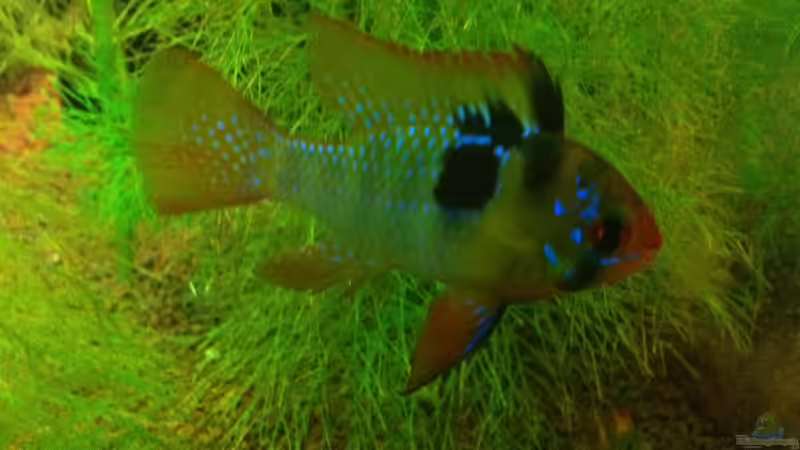 Besatz im Aquarium Amazon as von linlan (10)