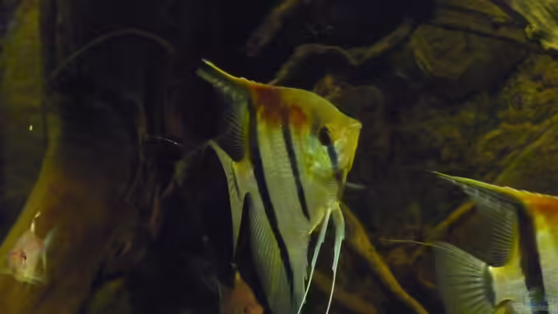 Besatz im Aquarium Amazon Deadwood Nur noch als Beispiel von DerImperator (49)