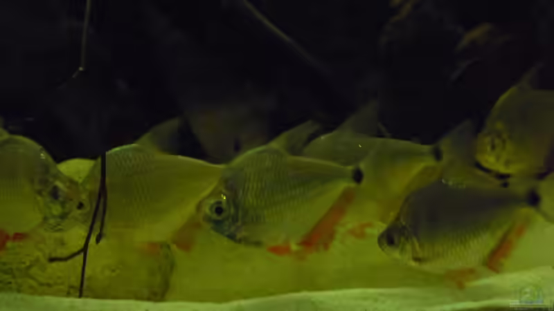 Besatz im Aquarium Amazon Deadwood Nur noch als Beispiel von DerImperator (57)