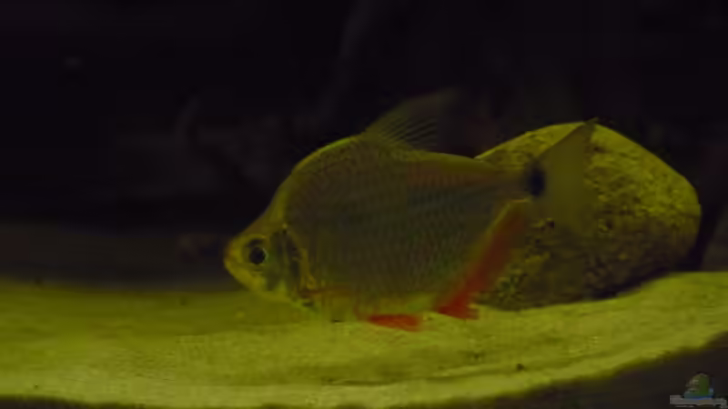 Besatz im Aquarium Amazon Deadwood Nur noch als Beispiel von DerImperator (58)