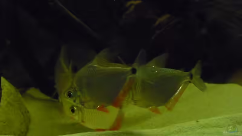 Besatz im Aquarium Amazon Deadwood Nur noch als Beispiel von DerImperator (59)